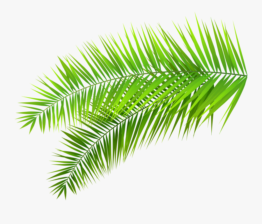 Clip Art Palm Leaves Clipart - Palm Leaf Transparent Background, Transparent Clipart