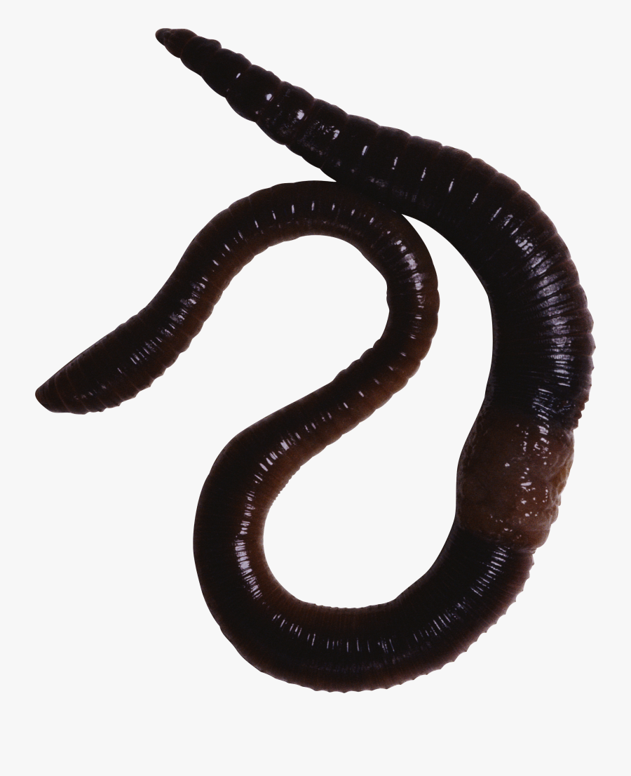 Earthworm Worm Png - Animals With Slimy Skin, Transparent Clipart