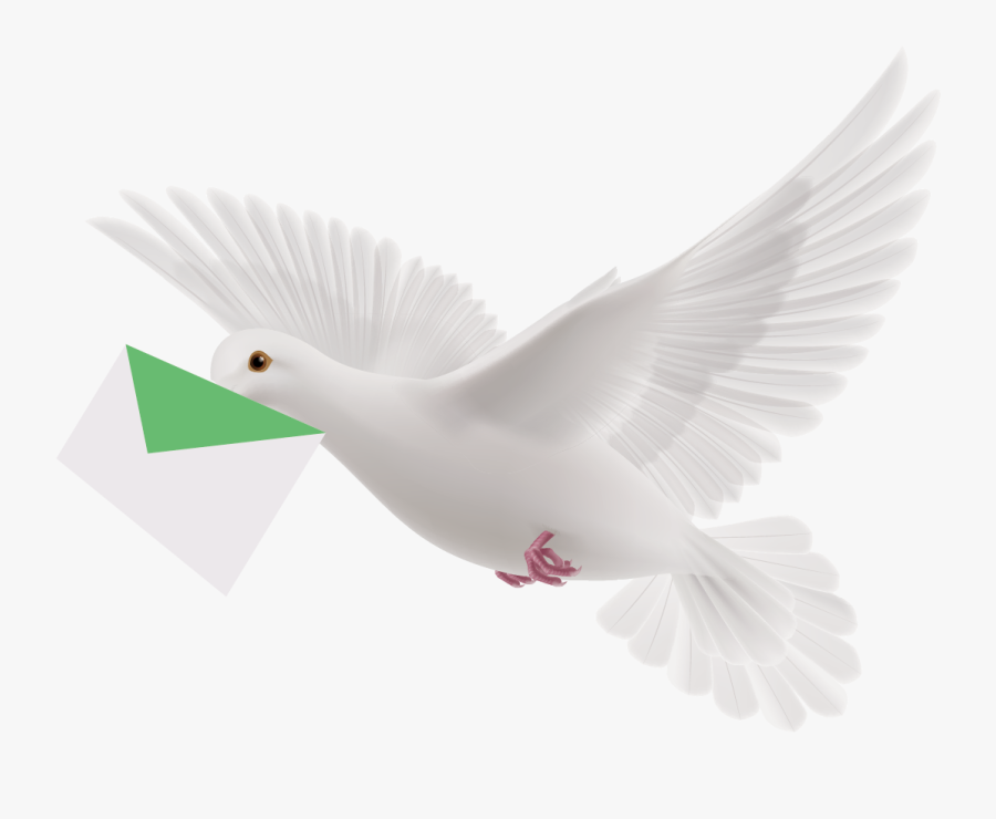 Pigeon Png - White Flying Pigeon Png, Transparent Clipart