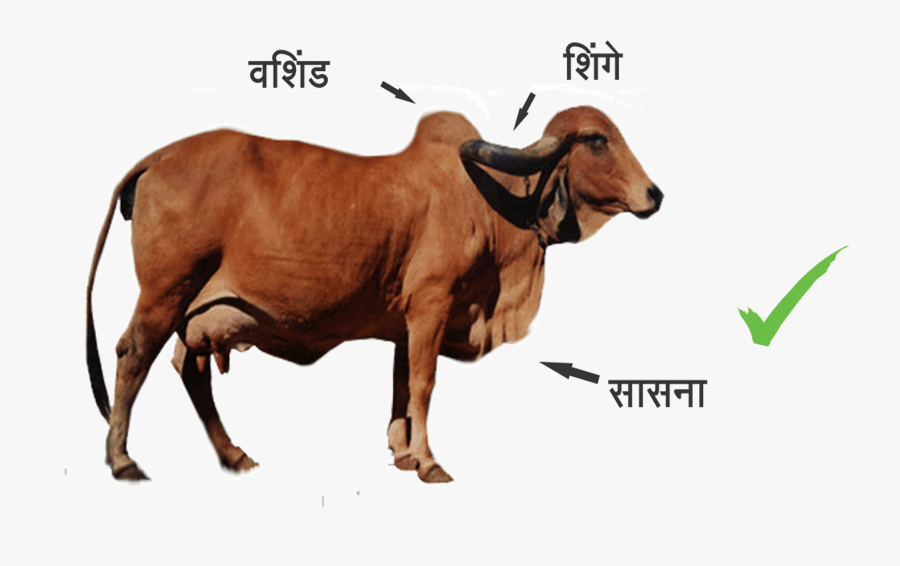 Indian Cow Images Png - Difference Between Indian Cow And Foreign Cow, Transparent Clipart