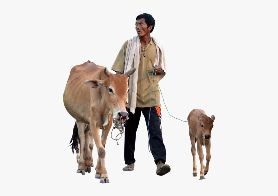 Cow With Baby Png, Transparent Clipart