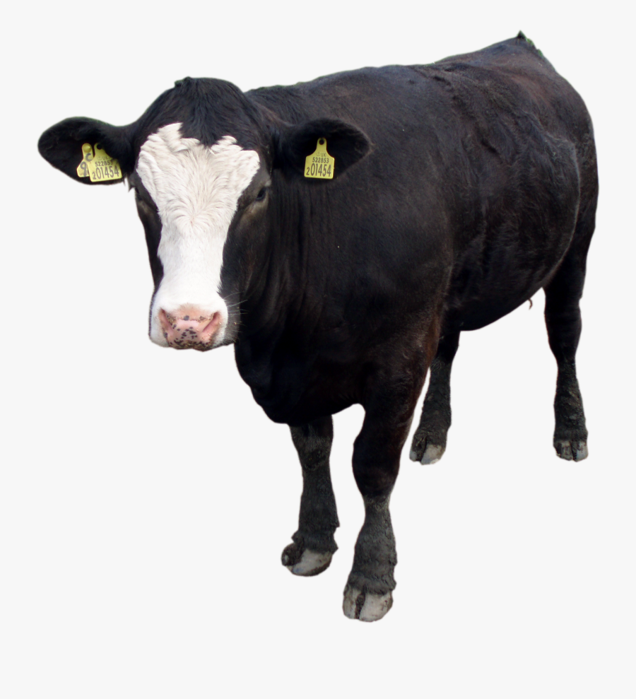 Beef Cattle Transparent Background, Transparent Clipart