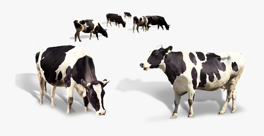 Indian Cow"s Organic A2 Milk - Herd Of Cows Png, Transparent Clipart