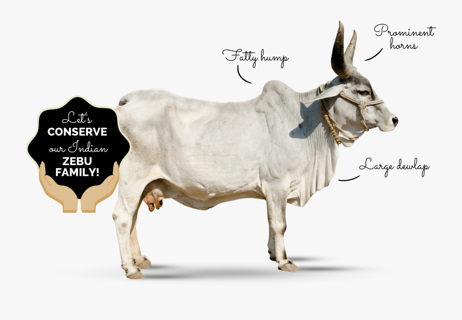 Ox Clipart Desi Cow - Indian Zebu, Transparent Clipart