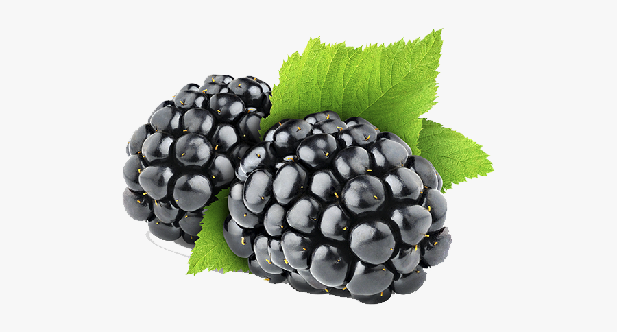 Blackberry Fruit Clipart Png - Blackberry Png, Transparent Clipart