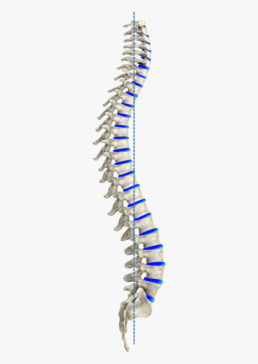 Ideal Spinal Model According To Harrison - Human Spine Png, Transparent Clipart