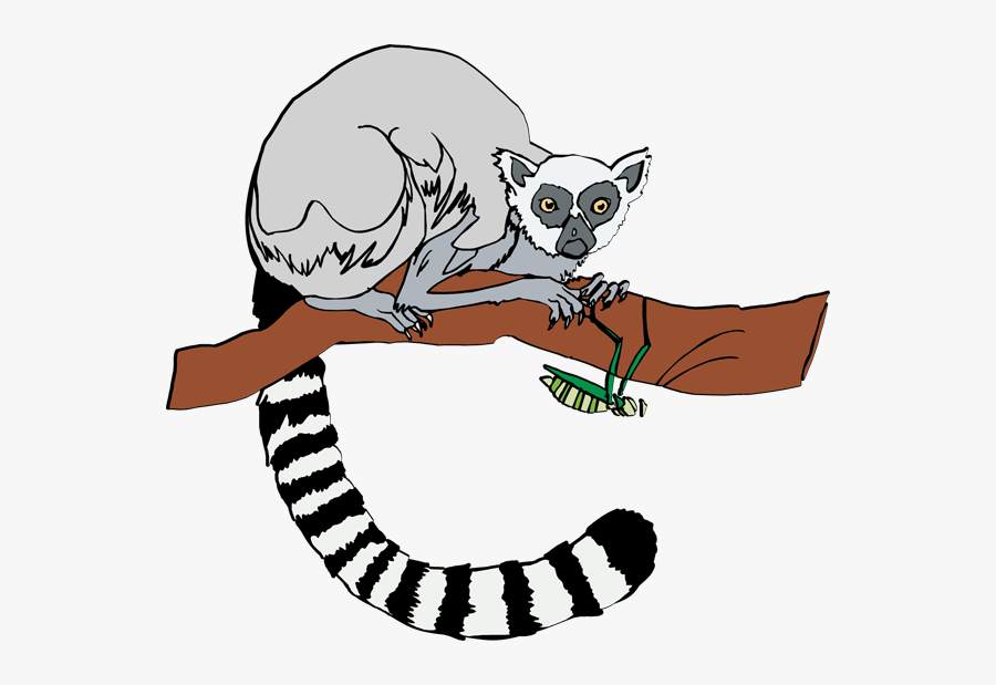 Cheat - Clipart - Ring Tailed Lemur Clipart, Transparent Clipart