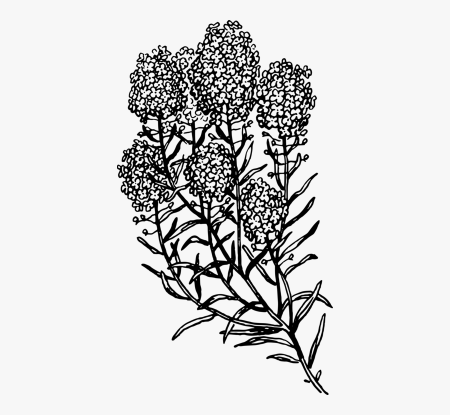 Symmetry,monochrome Photography,petal - Black And White Herb, Transparent Clipart