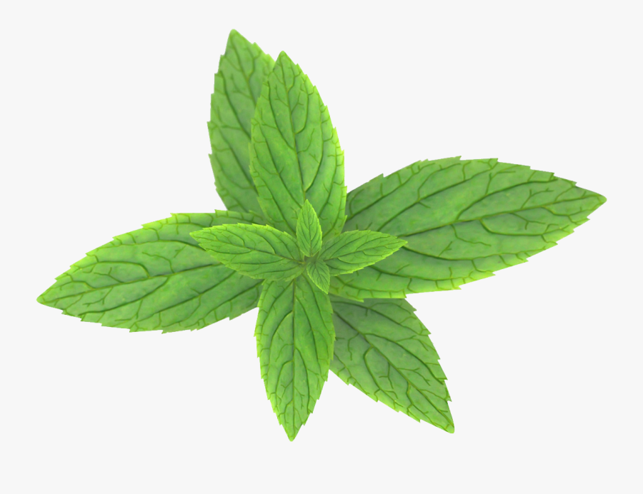 Spearmint Clipart - Mint Leaf No Background, Transparent Clipart