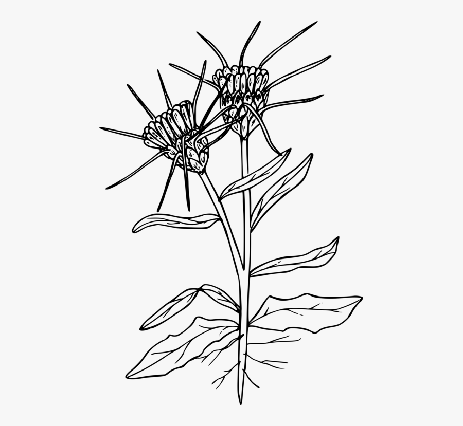 Symmetry,monochrome Photography,petal - Yellow Star Thistle Drawing, Transparent Clipart