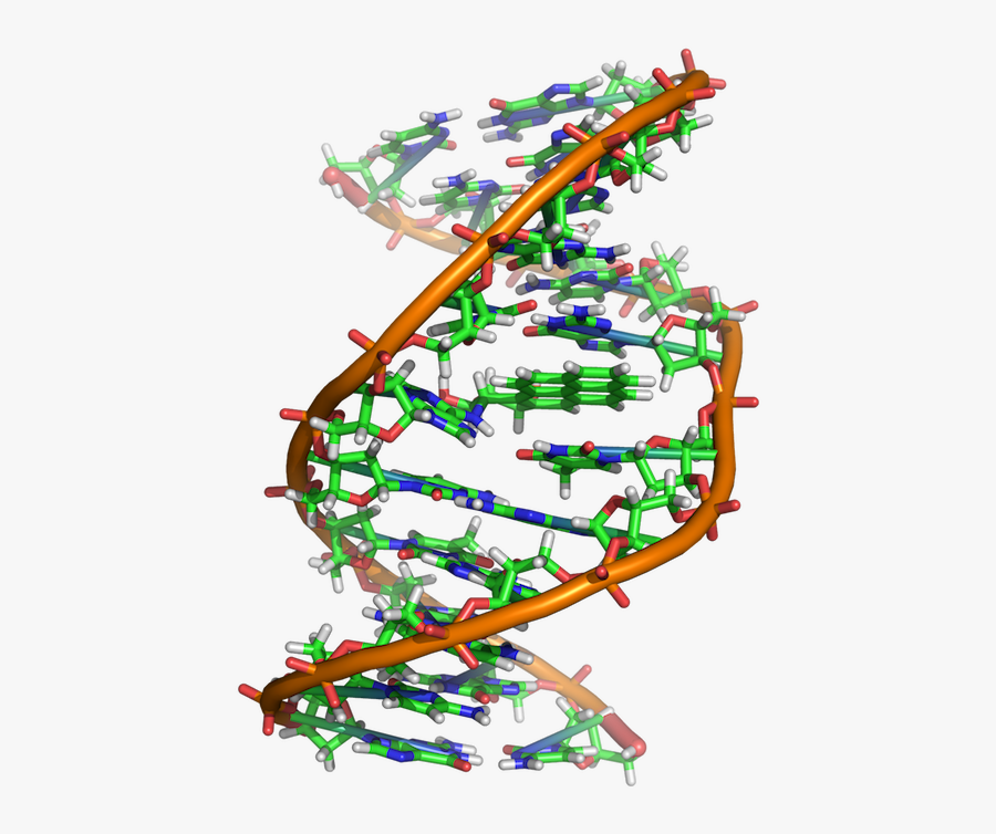 Evidence Clipart Textual Evidence - Cancer Dna Vs Normal Dna, Transparent Clipart