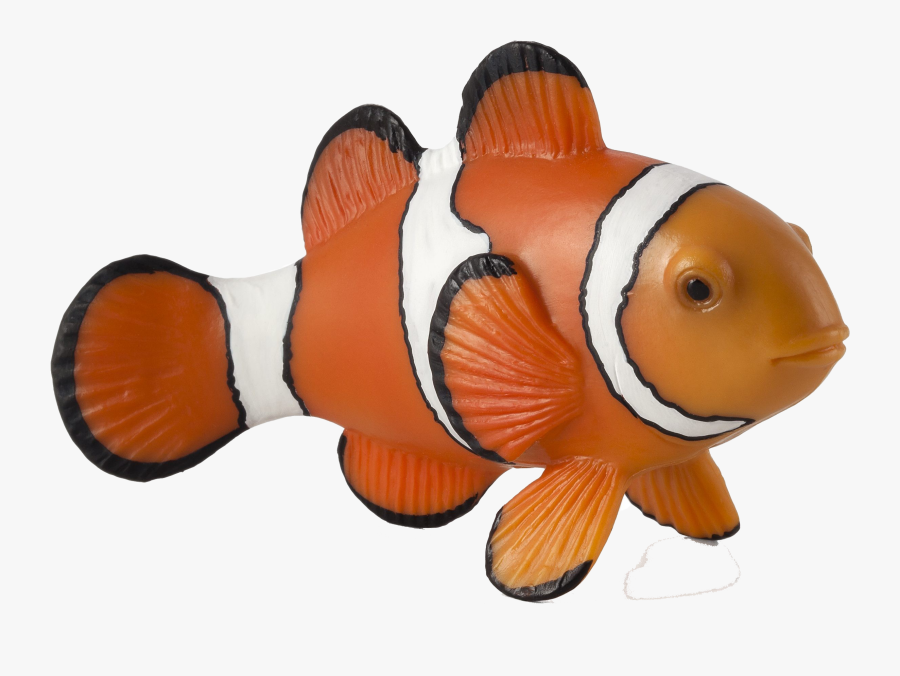 Clown Fish Png Free Background, Transparent Clipart