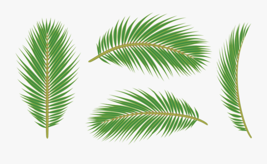 Palm Tree Leaves Png - Leaf Palm Free Png, Transparent Clipart