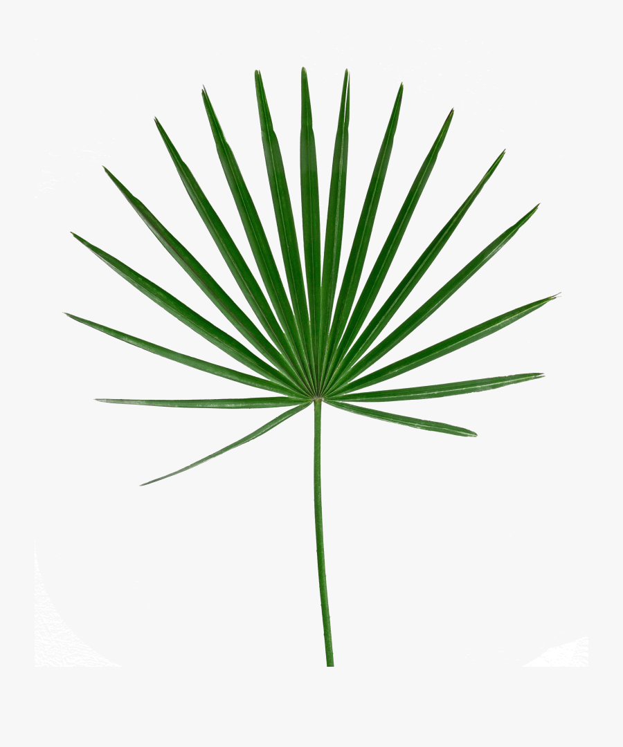 Palm Leaf Image Free - Transparent Palm Leaves Png, Transparent Clipart