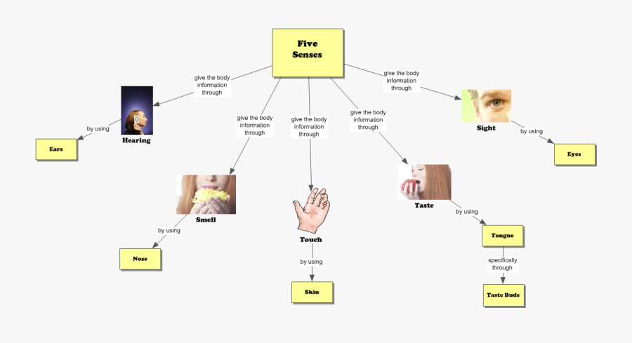 5 Senses Concept Map - Sense Of Sight Concept Map, Transparent Clipart