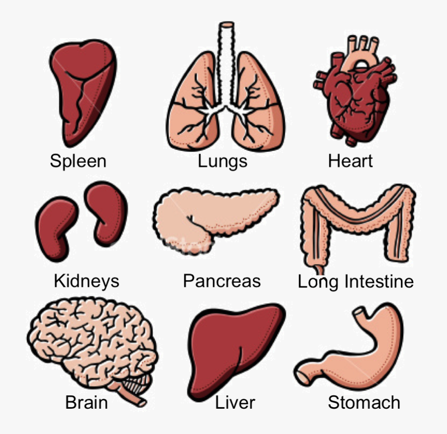 Transparent Five Senses Clipart - Cartoon Organs Of The Body, Transparent Clipart