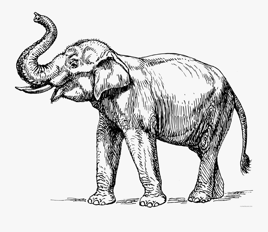Asian Elephant Clipart 5 Elephant - Elephant Line Drawing, Transparent Clipart