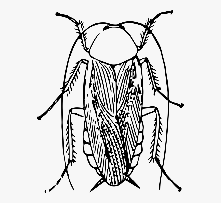 Clipart Cockroach, Transparent Clipart