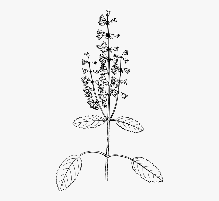 basil png black and white art of tulsi plant free transparent clipart clipartkey basil png black and white art of