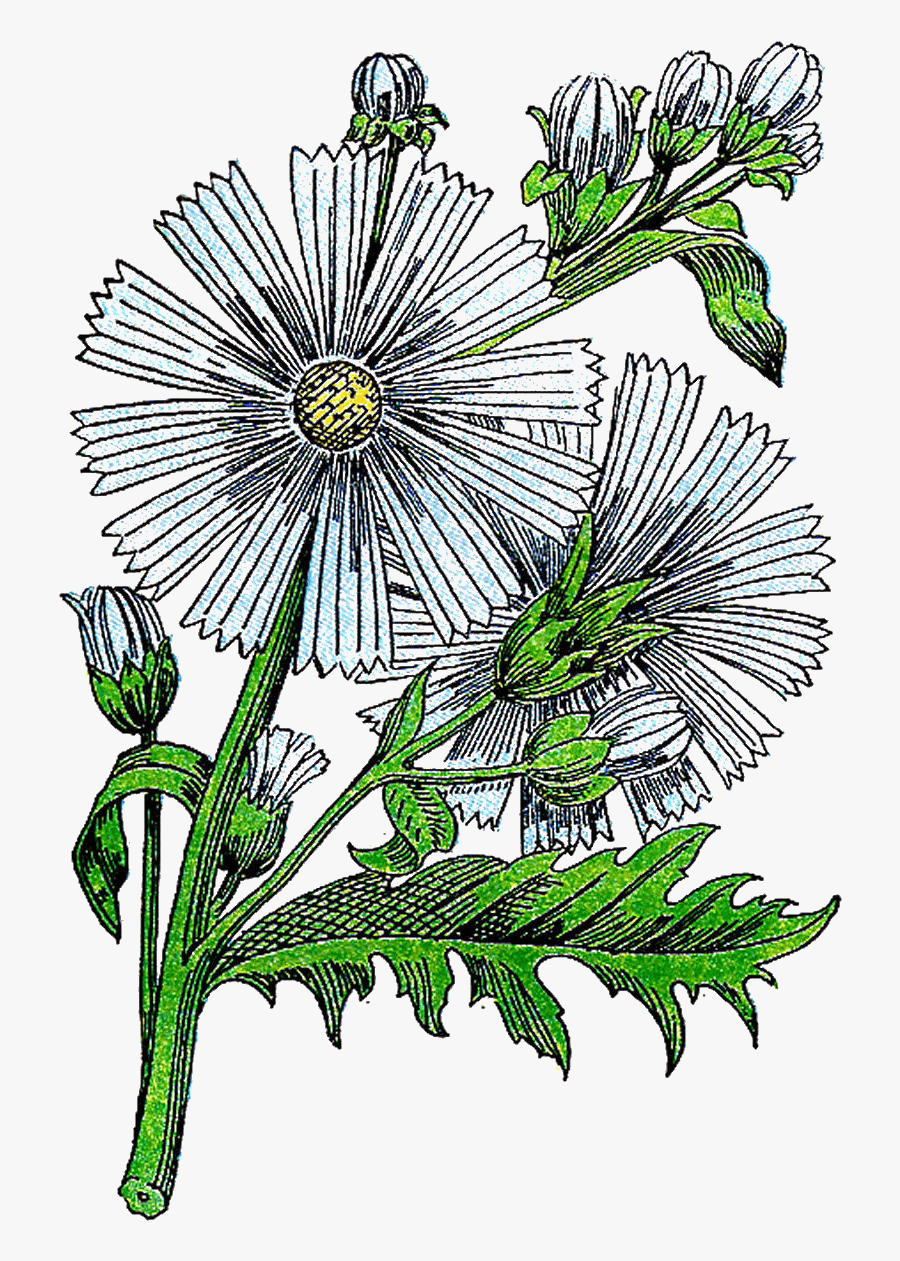 Vintage Herb Clipart - Medicinal Plants, Transparent Clipart
