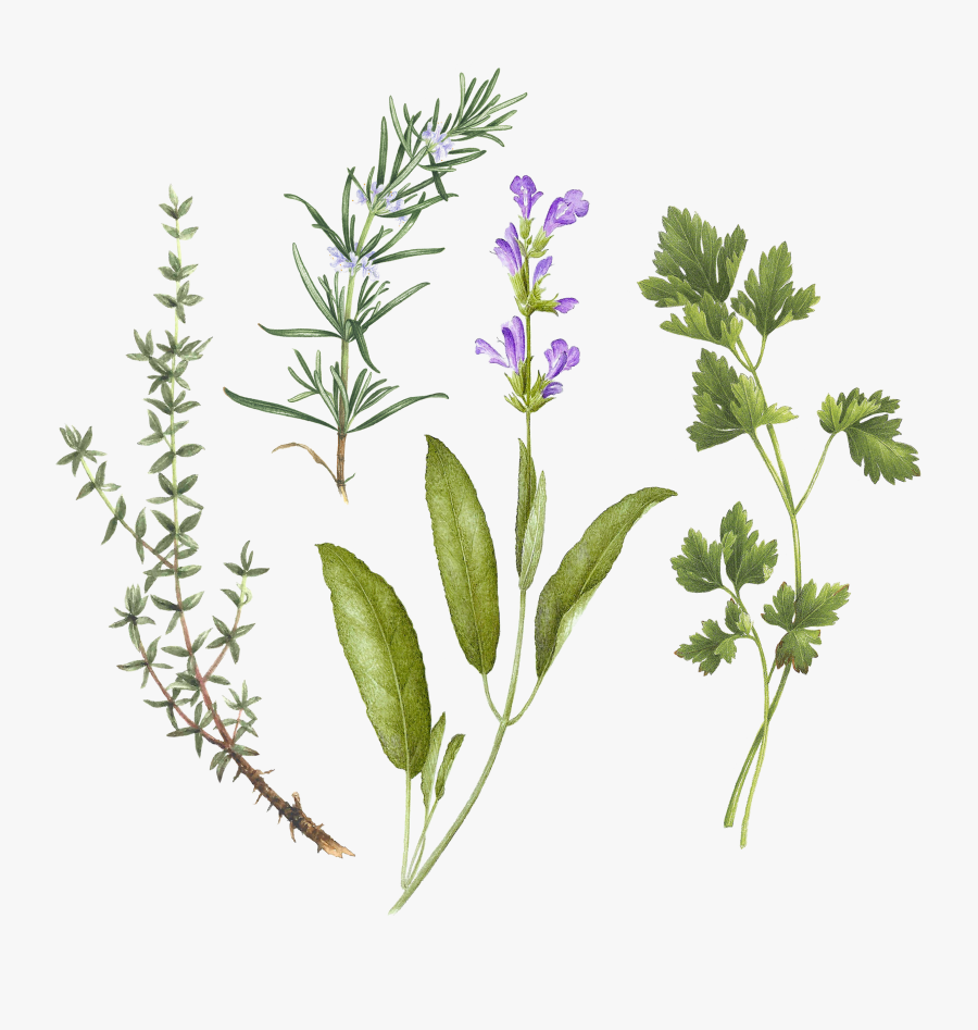 Transparent Herbs Clipart, Transparent Clipart