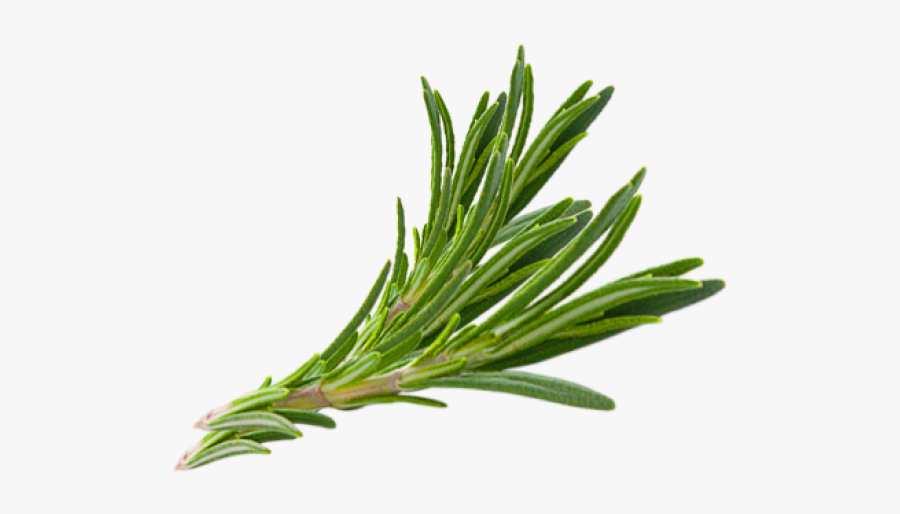 Hair Herb Thymes Rosemary Herbs Download Free Image - Rosemary Png, Transparent Clipart