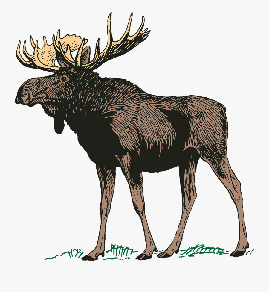 Download Canada Main Free Vector - Moose Funny , Free Transparent ...