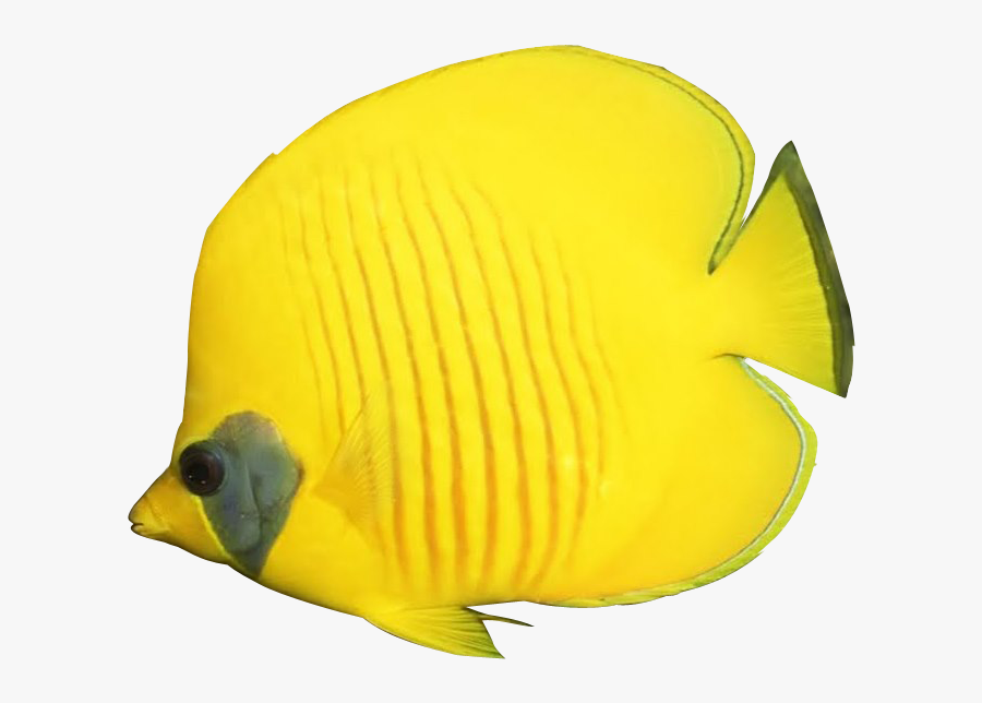 Lemon Peel Butterfly Fish, Transparent Clipart