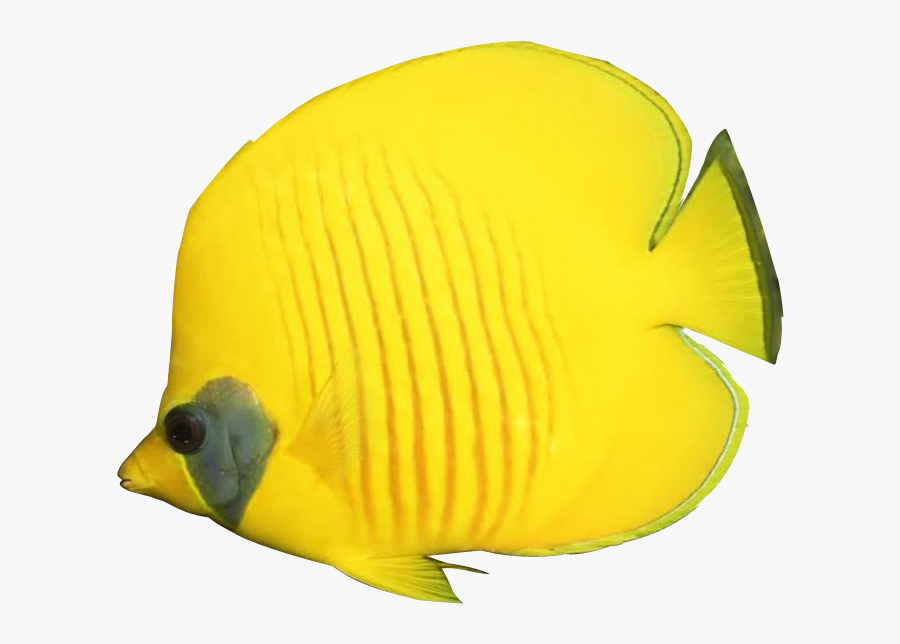 Lemon Peel Butterfly Fish , Free Transparent Clipart - ClipartKey