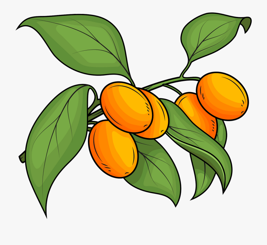 Kumquat Vector, Transparent Clipart