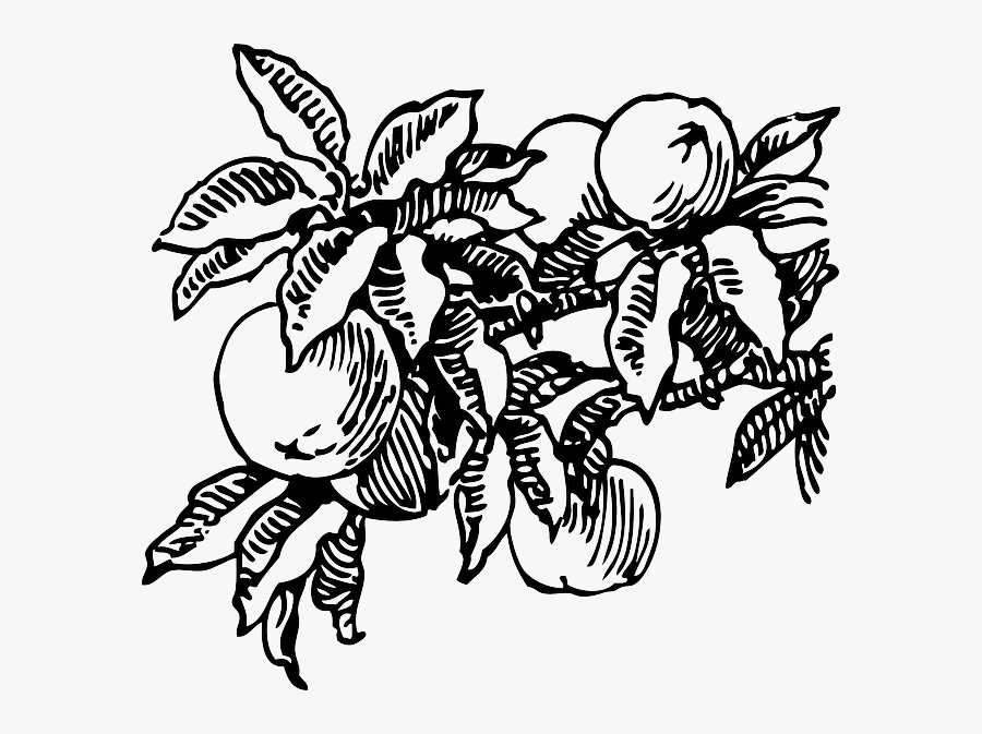 Free Pictures Plant - Peach Tree Black And White, Transparent Clipart