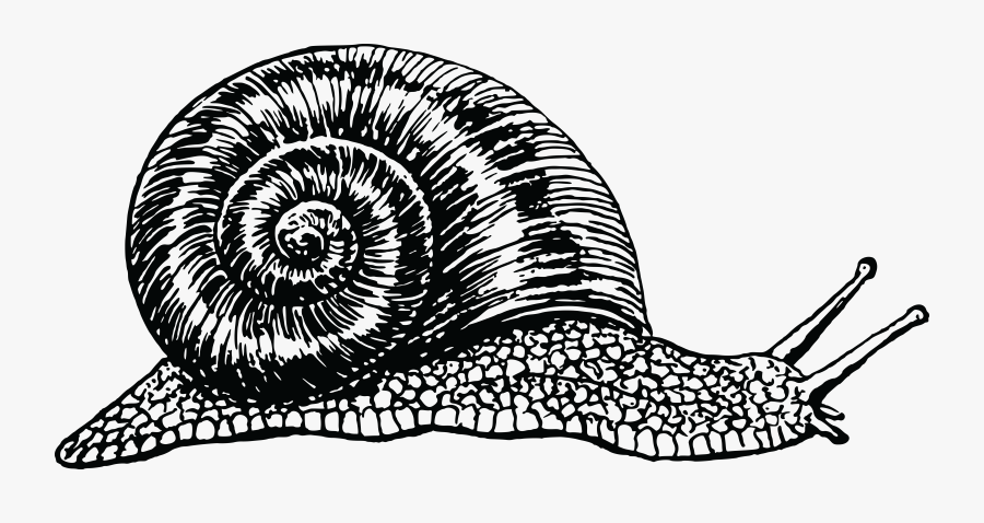 Snail Black And White, Transparent Clipart