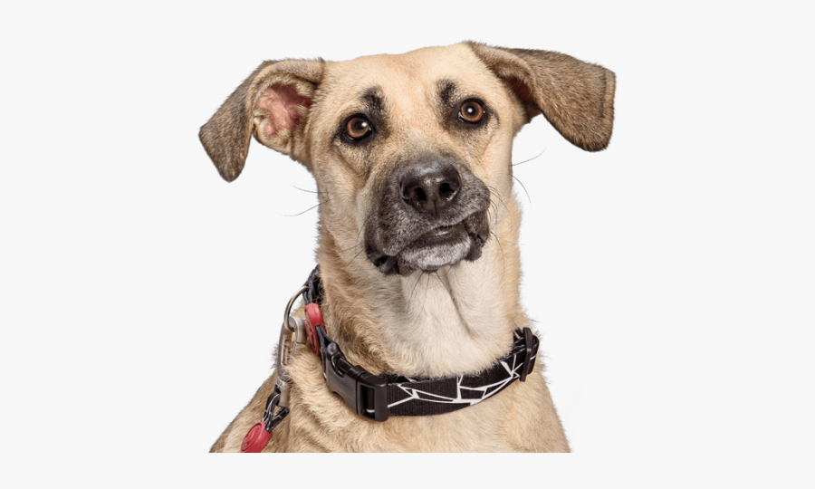 Snout Breed Dog Collar Png Download Free - Companion Dog, Transparent Clipart