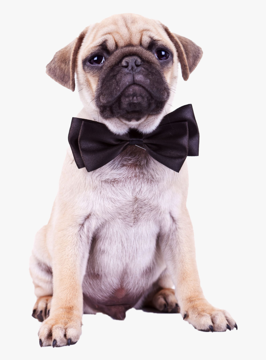 Dog,pug,dog Dog,fawn,dog Collar,toy Dog,bow Tie,tie - Happy Birthday, Transparent Clipart