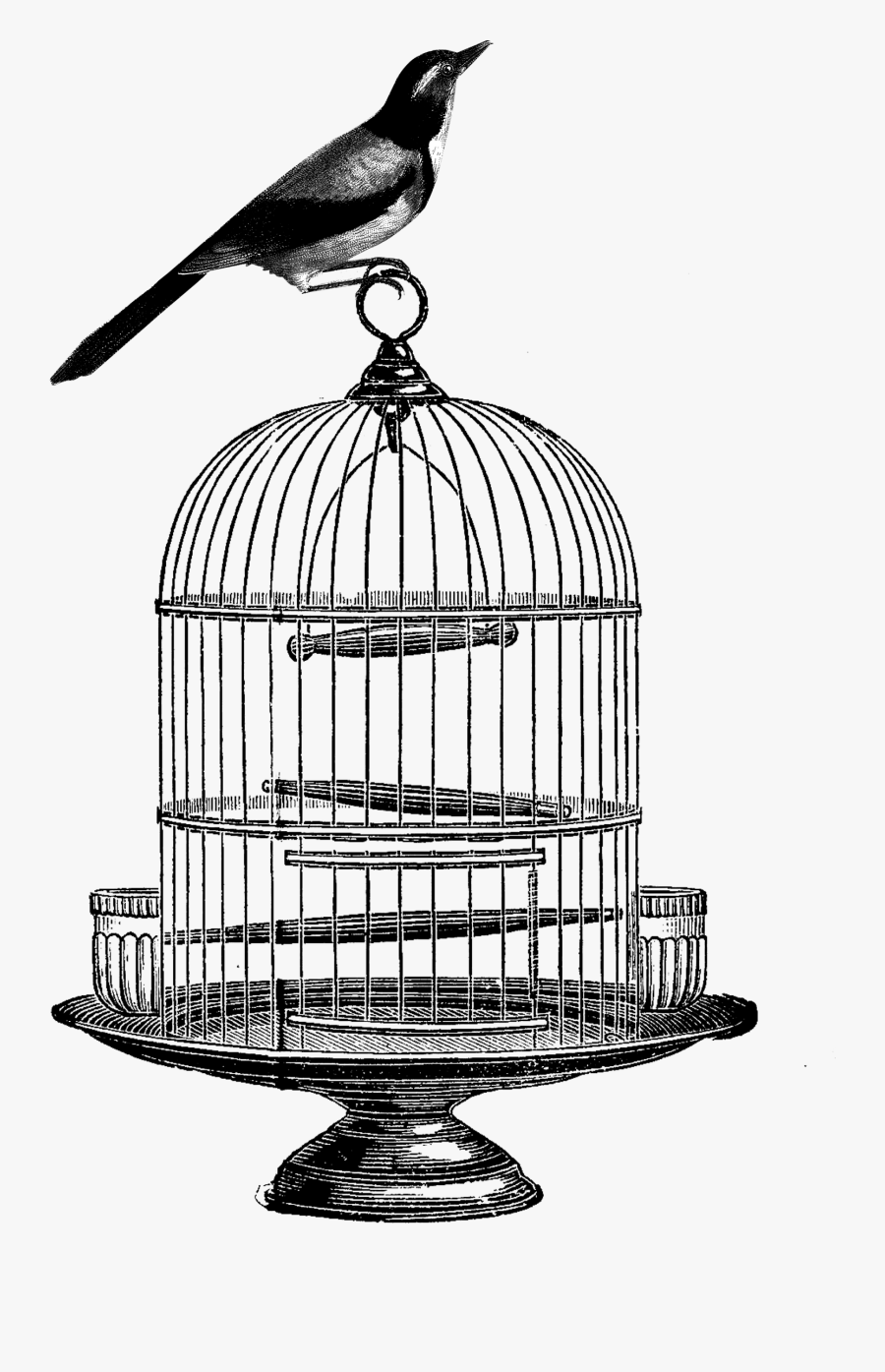 Vector Transparent Birdcage Clip Art - Vintage Bird Cage Drawing, Transparent Clipart