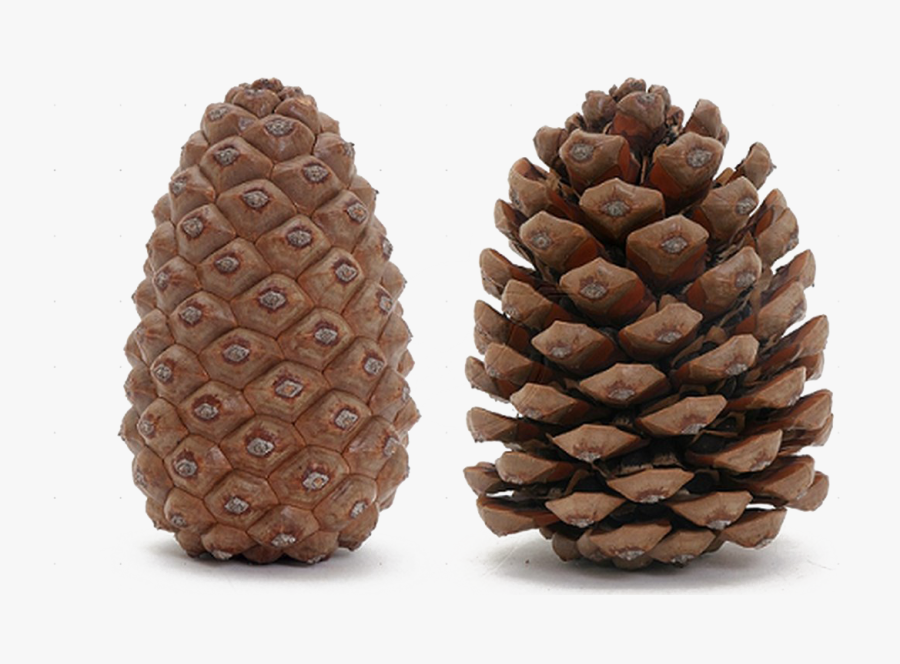 Pine Cone Transparent Image - Open And Closed Pine Cones, Transparent Clipart