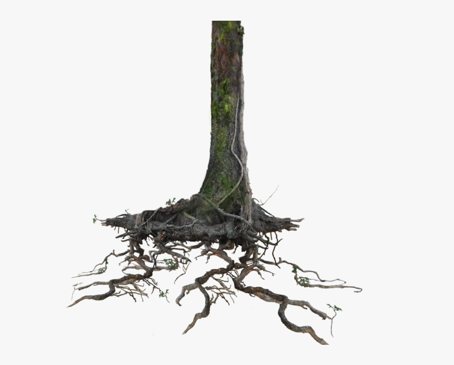 Transparent Driftwood Clipart - Tree With Roots Png, Transparent Clipart