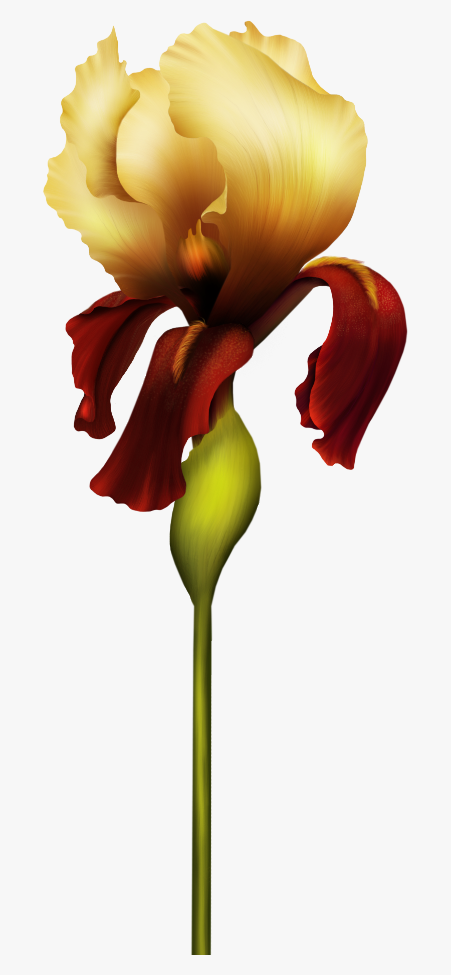 Iris Flower Png Clipart - Alfabeto De Orquideas Letrao, Transparent Clipart