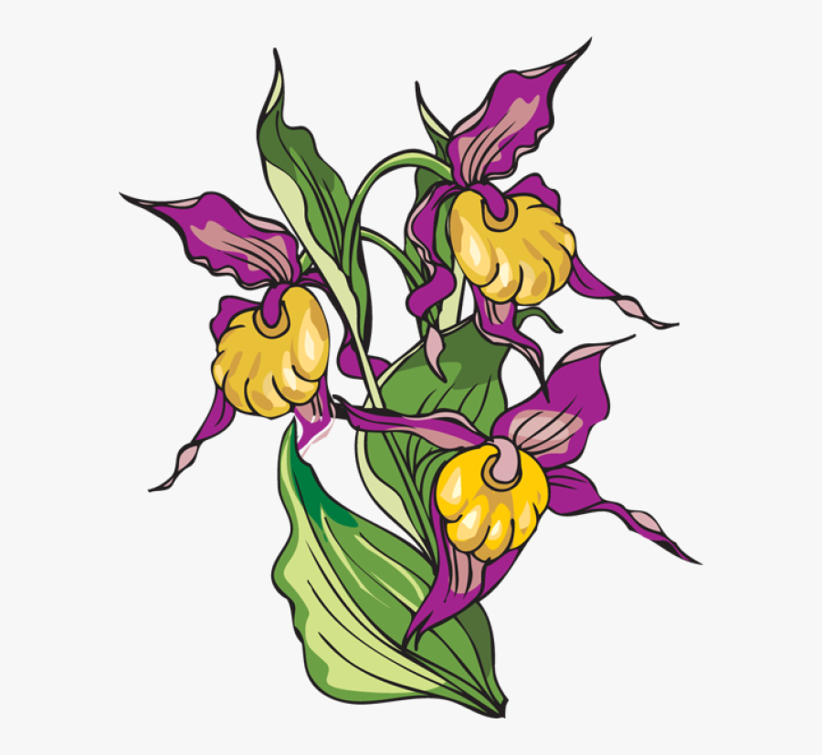 Iris Flower Clipart - Yellow Lady's Slipper, Transparent Clipart