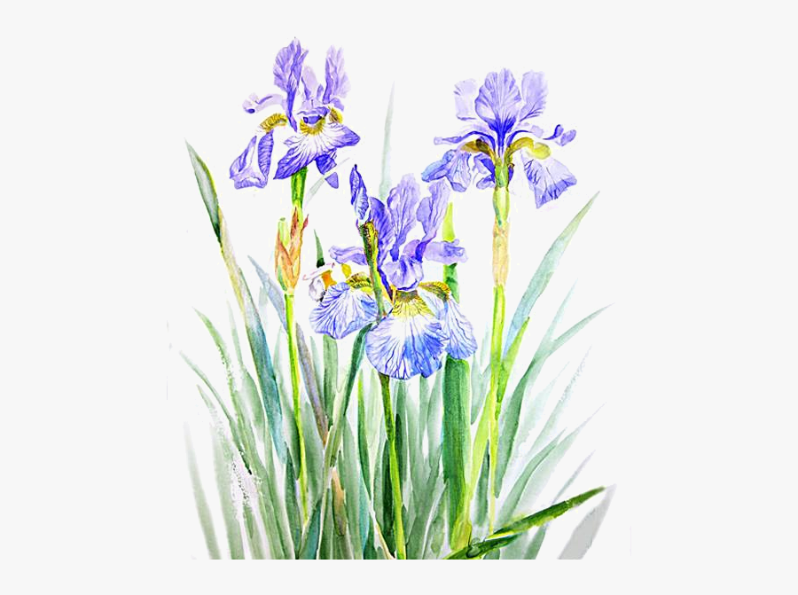 Fleurs, Éclat, Ornement, Flowers, Tubes, Bouquets, - Iris Png, Transparent Clipart