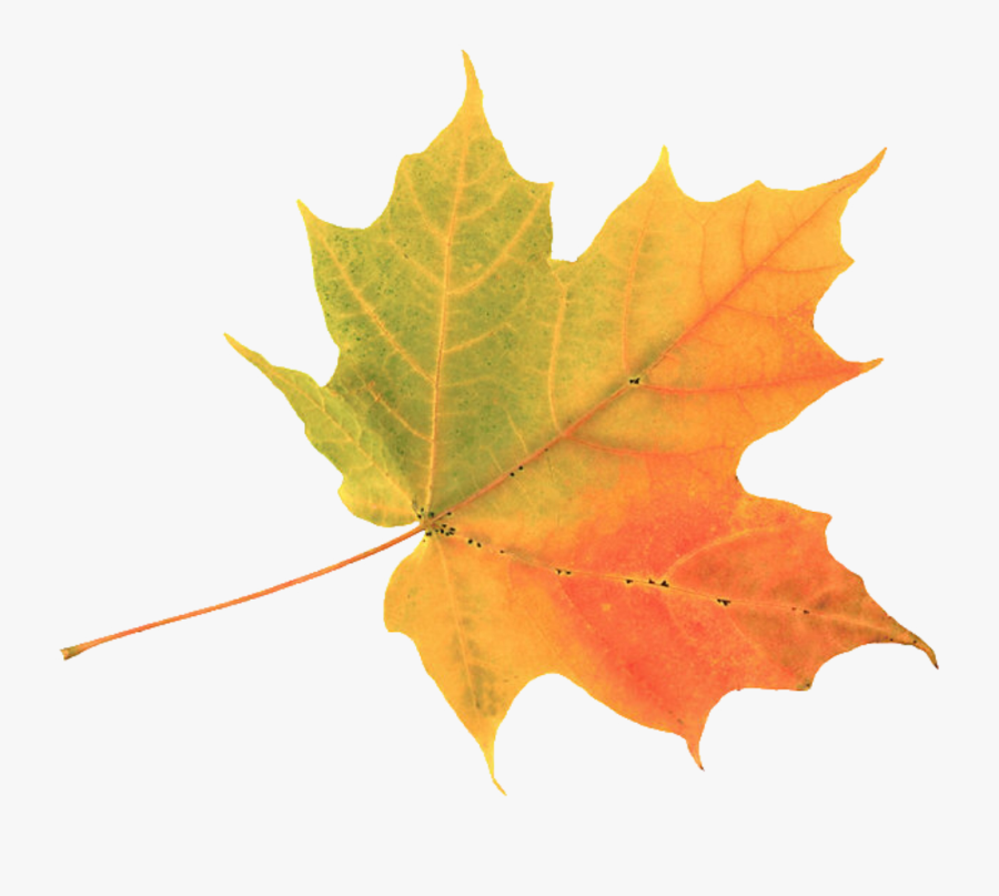 Fall Foliage Transparent Free - Autumn Leaf, Transparent Clipart
