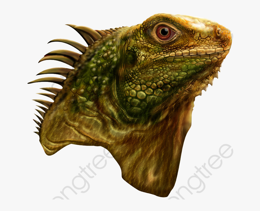 Lizard Head - Iguana Head Png, Transparent Clipart