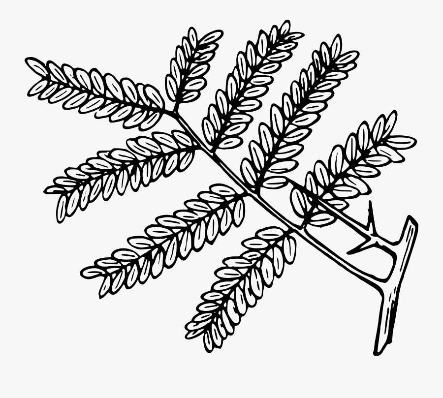 Honey Locust Clip Arts - Black Locust Tree Leaf Outline, Transparent Clipart