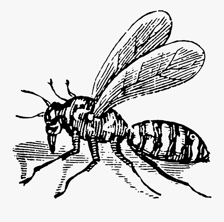 Bee, Transparent Clipart