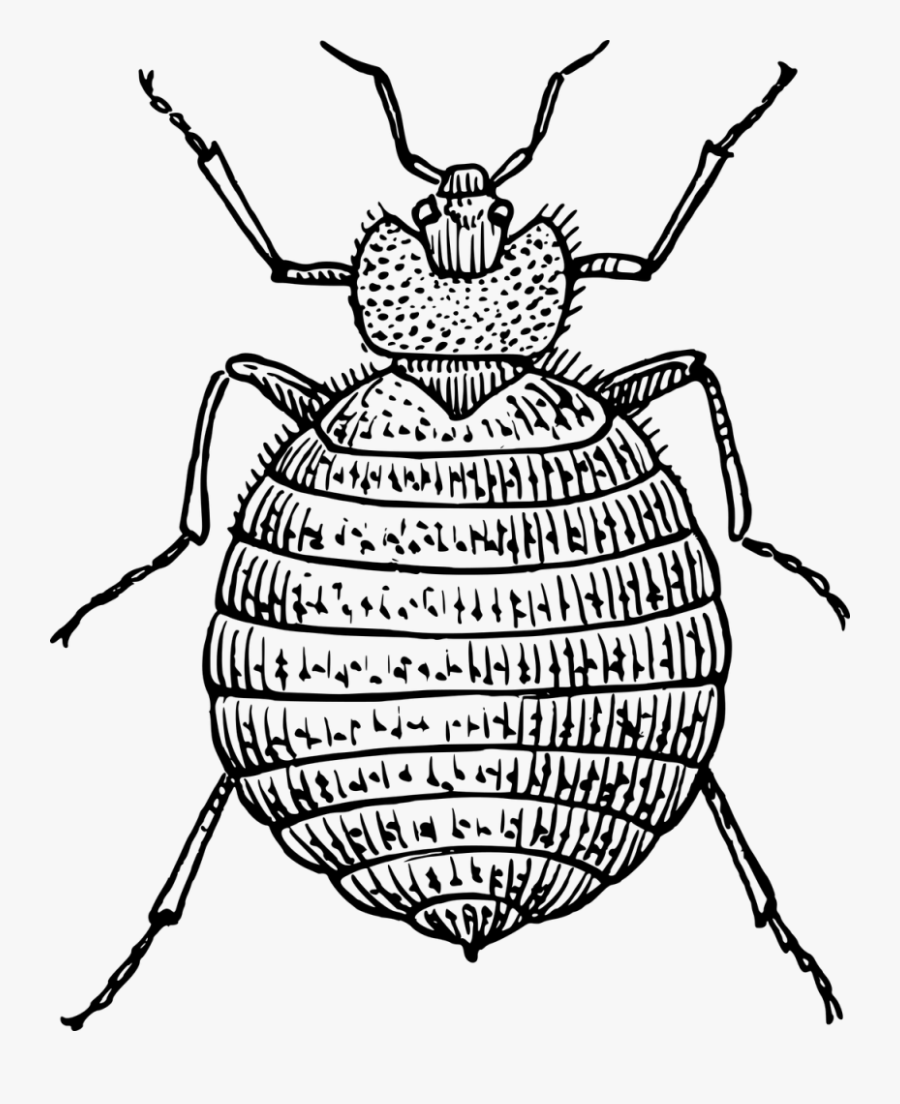 Clip Art Bugs Insect For - Bedbug Black And White, Transparent Clipart