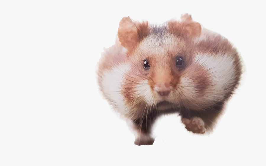 Clip Art Running Cutouts Pinterest - Hamster, Transparent Clipart
