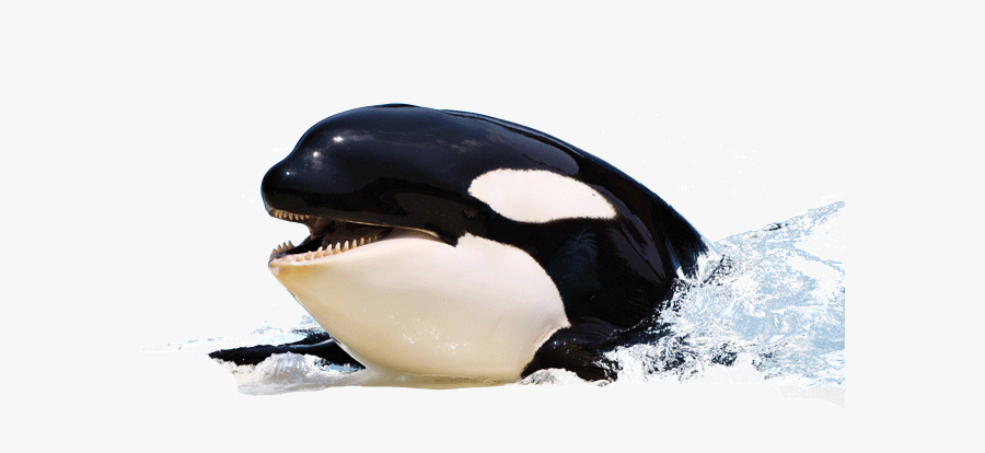 Download Killer Whale - Orca Killer Whale Png, Transparent Clipart