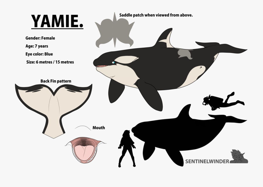Yamie , The Nomming Orca - Killer Whale, Transparent Clipart