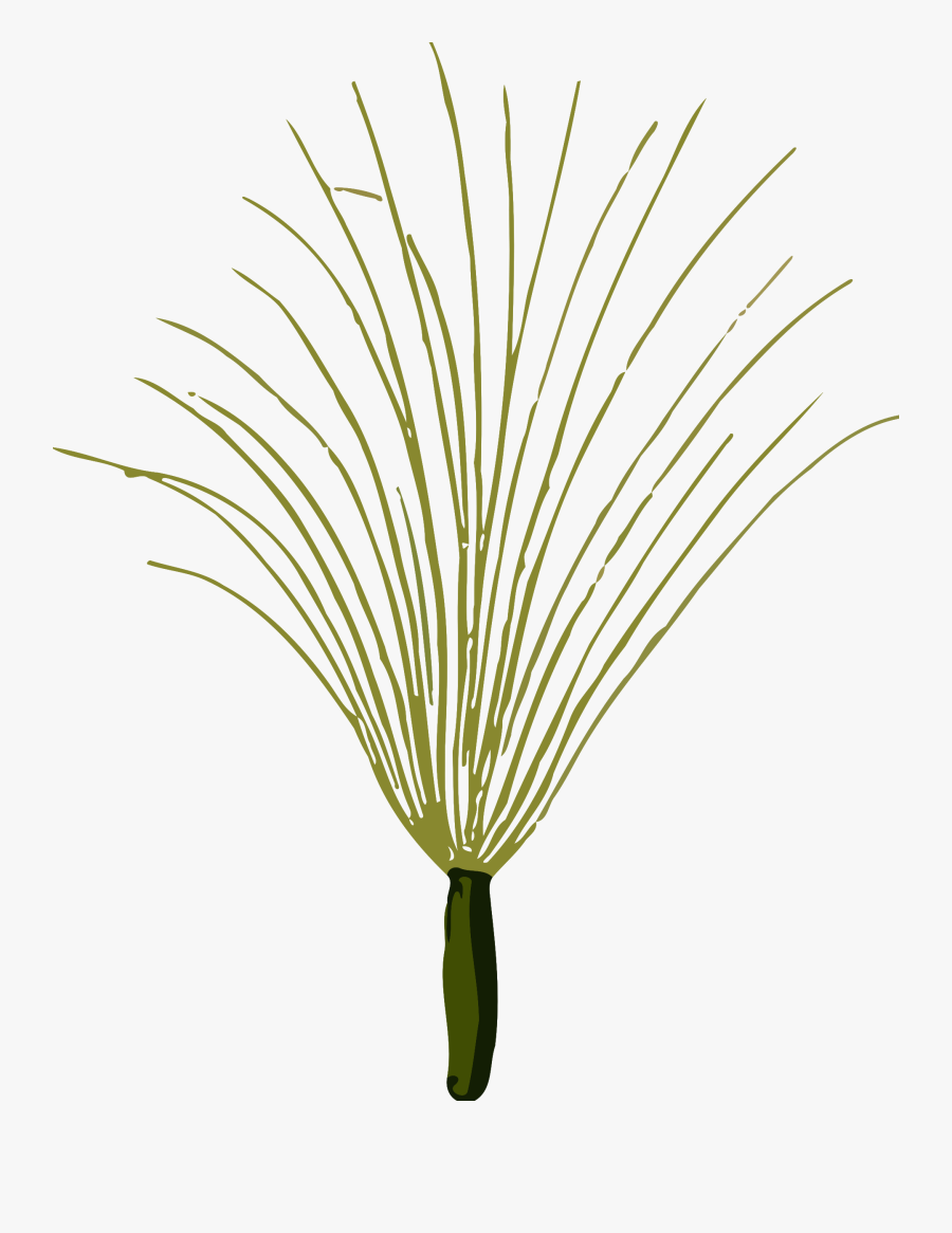 Grass, Transparent Clipart