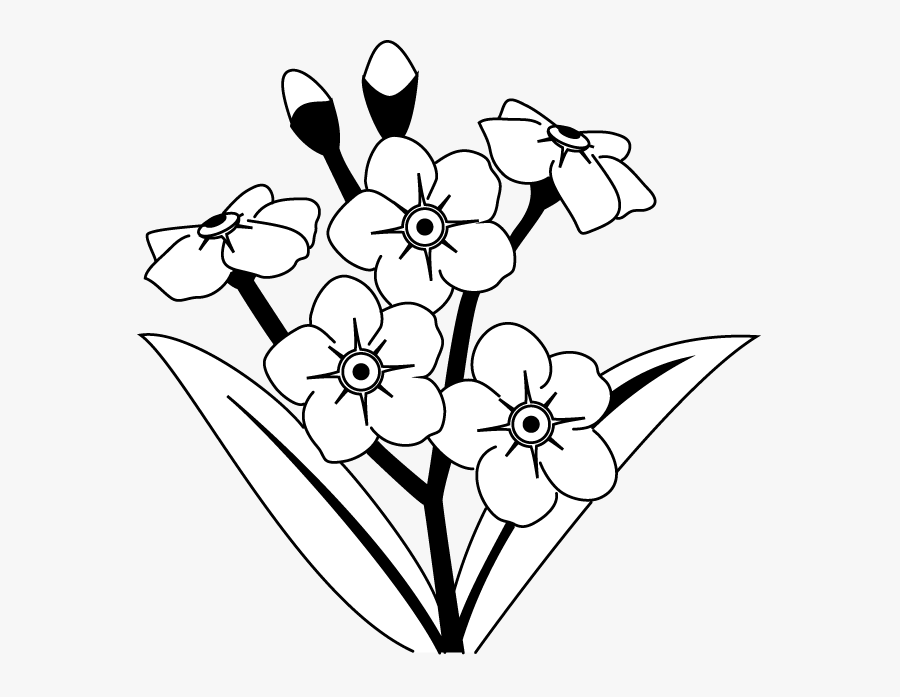 Forget Me Not Flower Clip Art - Forget Me Not Line Drawing, Transparent Clipart